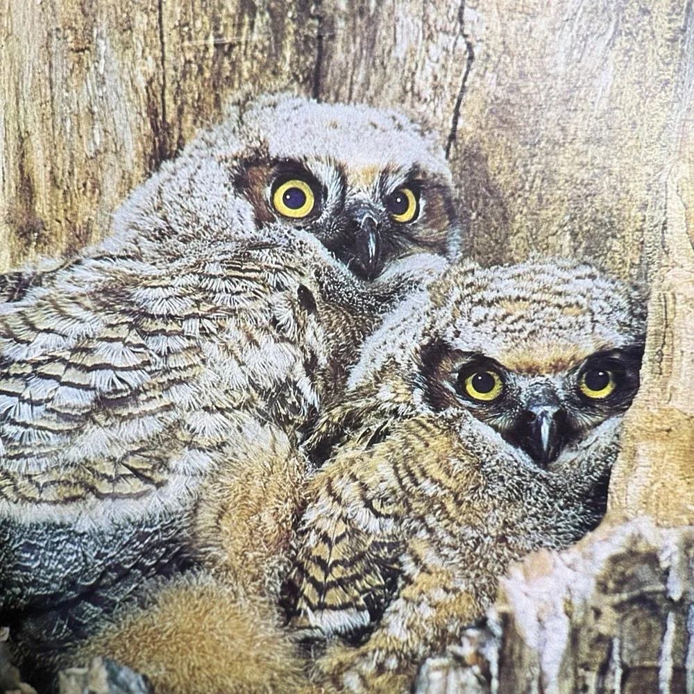 VTG Springbok Masters of the Night Owls Puzzle 500+ Pieces Complete USA 70s HTF!